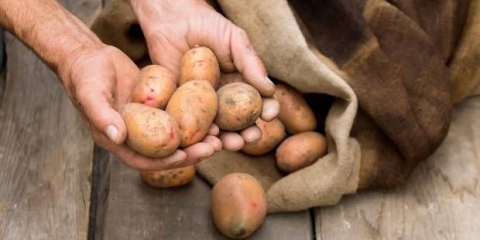 Kako preraditi krompir za skladištenje